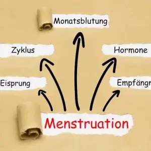 Menstruationszyklus Eisprung Hormone Empfängnis