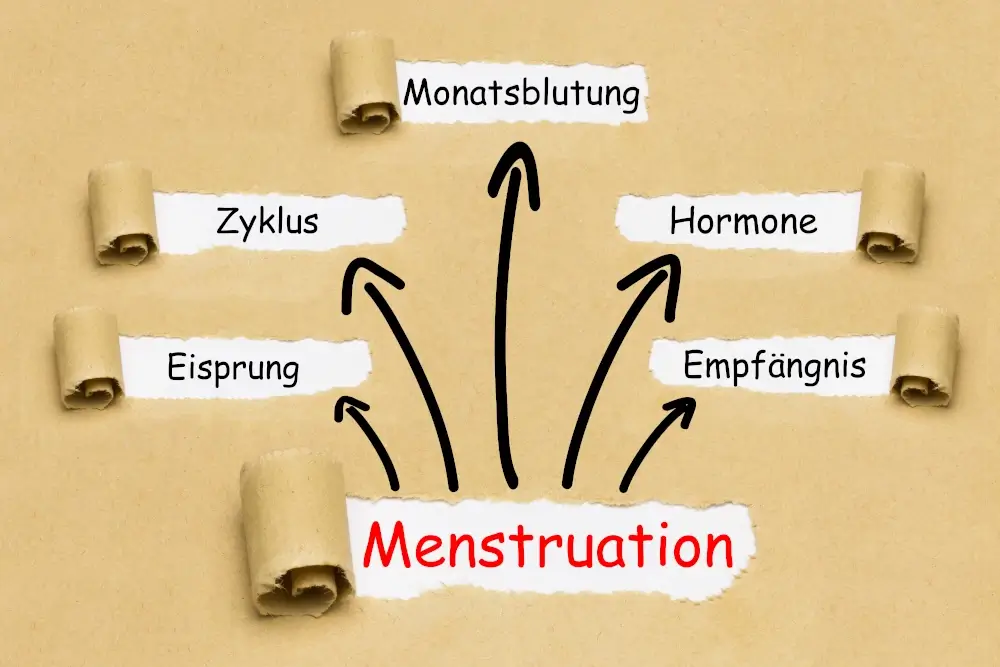 Menstruationszyklus Eisprung Hormone Empfängnis